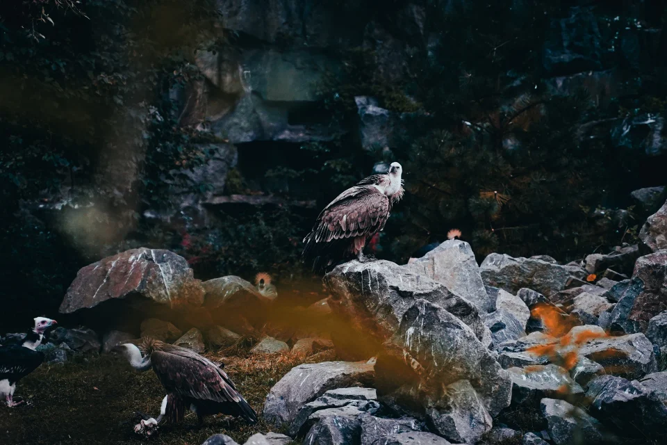 Birds perched among rocks and vegetation.