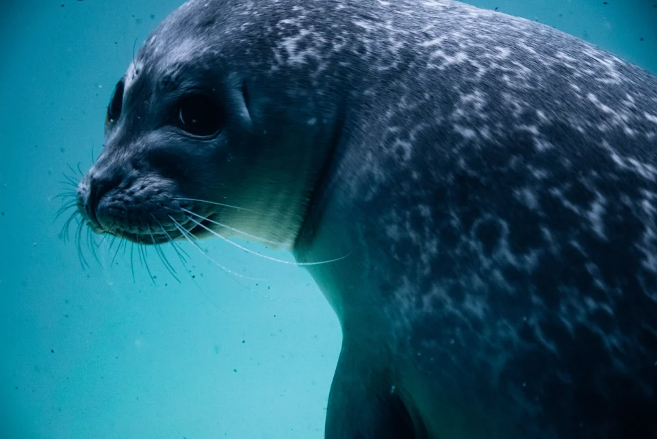 Close underwater view of a seal in blue water.