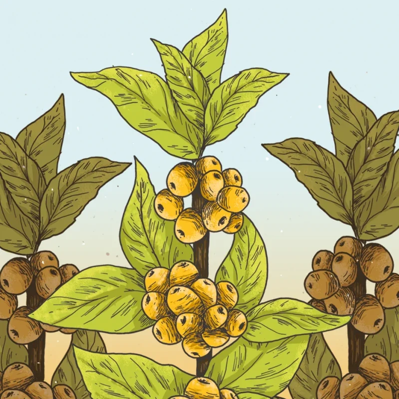 Green leaves and yellow coffee cherries against pale blue in the Cascara illustration.