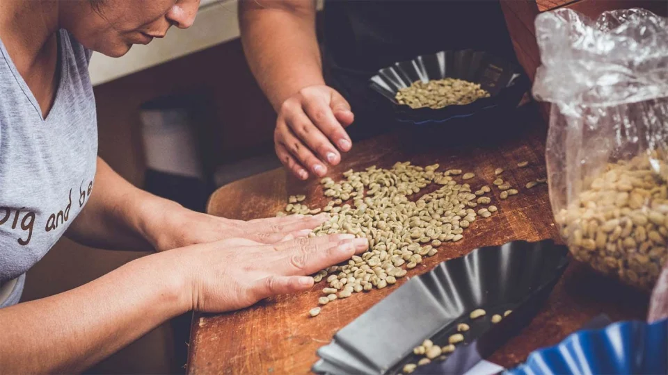 People sort green coffee beans by hand across a wooden table.