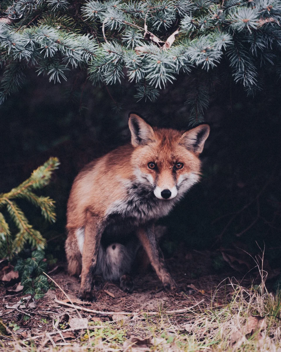 A fox standing beside dark evergreen branches.