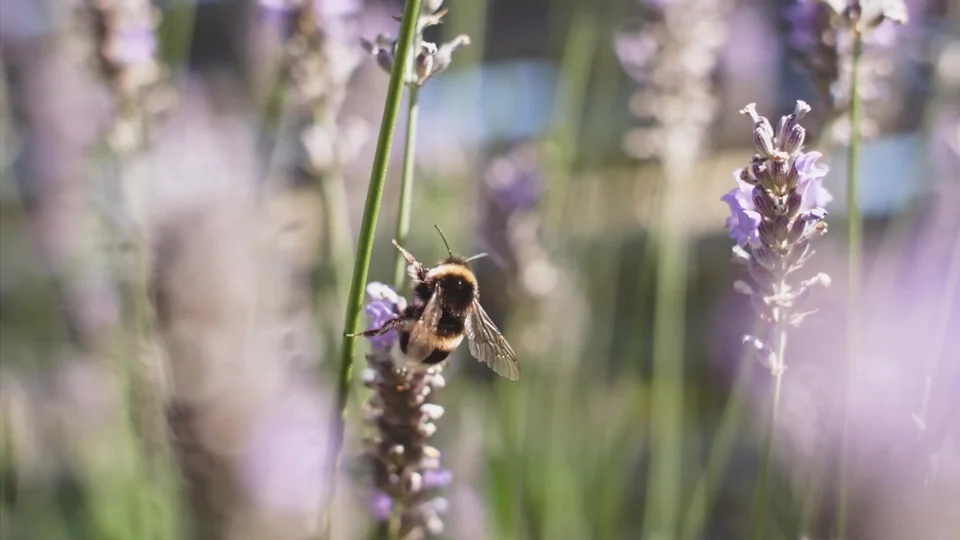 A bumblebee on lavender, from the licensed footage used in Sinnkraut’s nature film.
